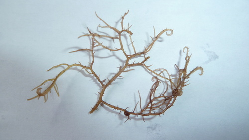 Hypnea observed 2018-07-31