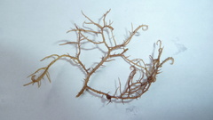 Hypnea musciformis