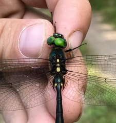Somatochlora graeseri