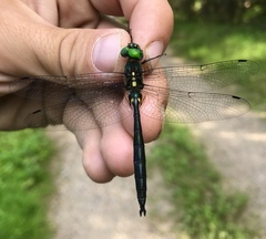 Somatochlora graeseri