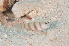 Amblyeleotris steinitzi