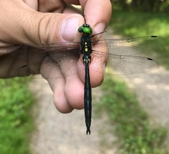 Somatochlora graeseri