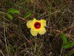 Mandevilla hirsuta
