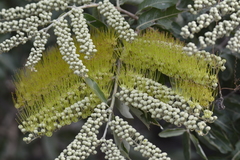 Combretum lanceolatum