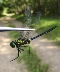 Somatochlora graeseri