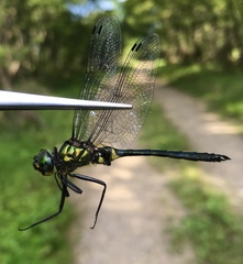 Somatochlora graeseri