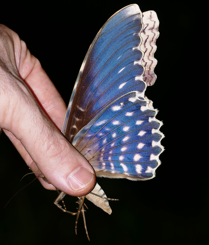 Birdwing Moth