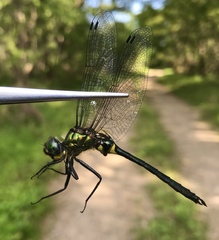 Somatochlora graeseri