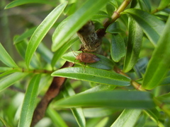 Chinamiris testaceus
