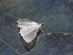 Palpita flegia