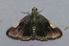 Peribona venosa