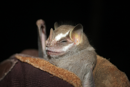 Salvin's Big-eyed Bat (Chiroderma salvini)