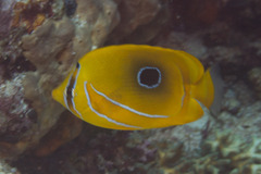 Chaetodon bennetti