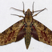 Walker's Hawkmoth - Photo (c) Bernard DUPONT, some rights reserved (CC BY-SA)