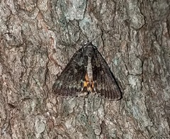 Catocala connubialis