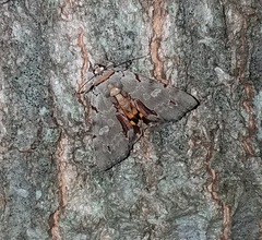 Catocala grynea
