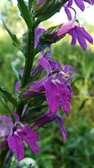 Lobelia × speciosa