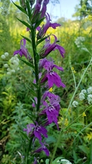 Lobelia × speciosa
