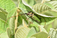 Retrachydes thoracicus