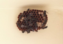 Mischocyttarus cassununga