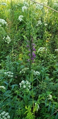 Lobelia × speciosa