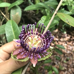 Passiflora laurifolia