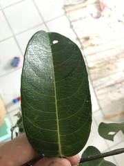 Passiflora laurifolia