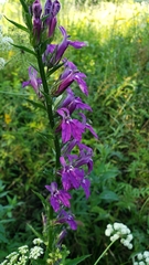 Lobelia × speciosa