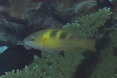 Scarus dimidiatus