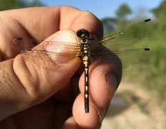 Leucorrhinia orientalis