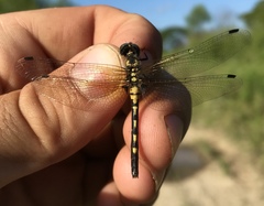 Leucorrhinia orientalis