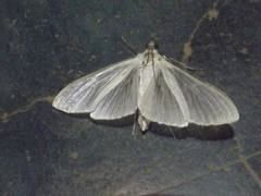 Palpita flegia