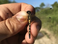Leucorrhinia orientalis