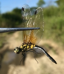Leucorrhinia orientalis