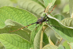 Retrachydes thoracicus