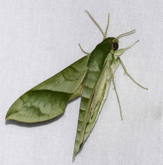 Xylophanes tyndarus