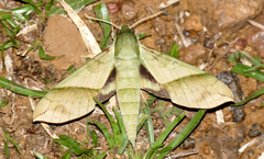 Xylophanes tyndarus