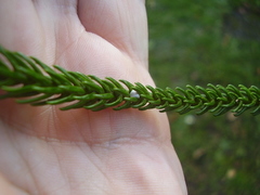 Eriococcus araucariae