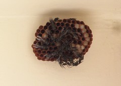 Mischocyttarus cassununga