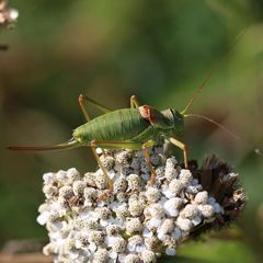 Ephippiger diurnus diurnus