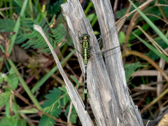 Orthetrum sabina