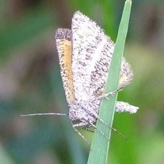 Isturgia limbaria