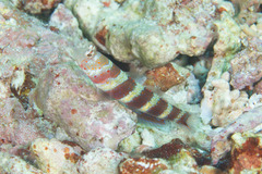 Amblyeleotris wheeleri