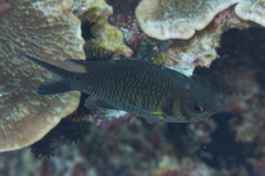 Chromis weberi