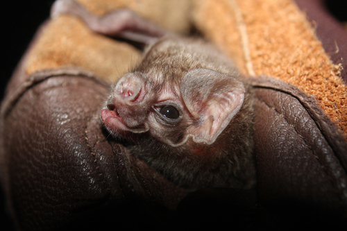 Hairy-legged Vampire Bat