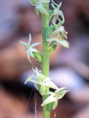 Platanthera leptopetala