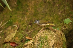 Myiothlypis rivularis