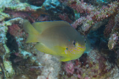 Pomacentrus amboinensis