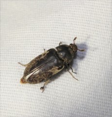 Dermestes marmoratus