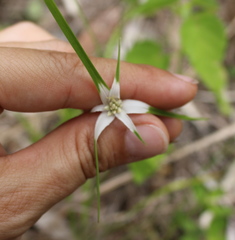 Rhynchospora colorata image